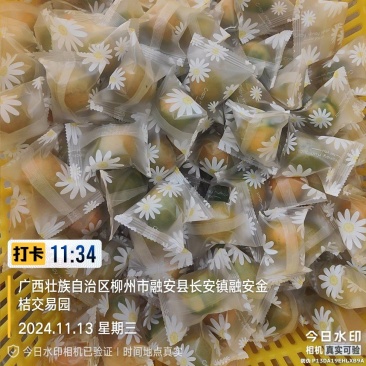 滑皮金桔1-4号果