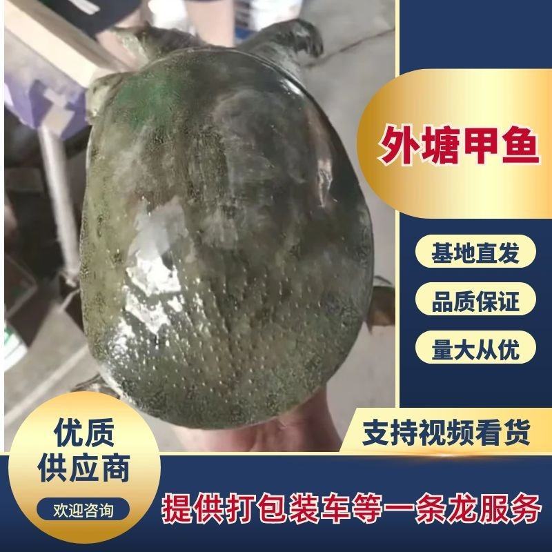 精品外塘甲鱼诚信经营量大从优欢迎咨询
