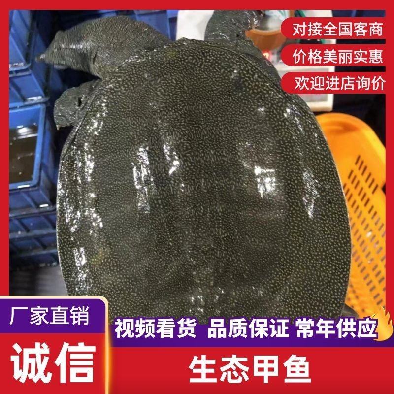 精品生态甲鱼货源充足量大从优质量保证诚信经营欢迎咨询