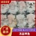 冻品甲鱼外塘甲鱼鲜活现杀去皮去甲去内脏量大价优