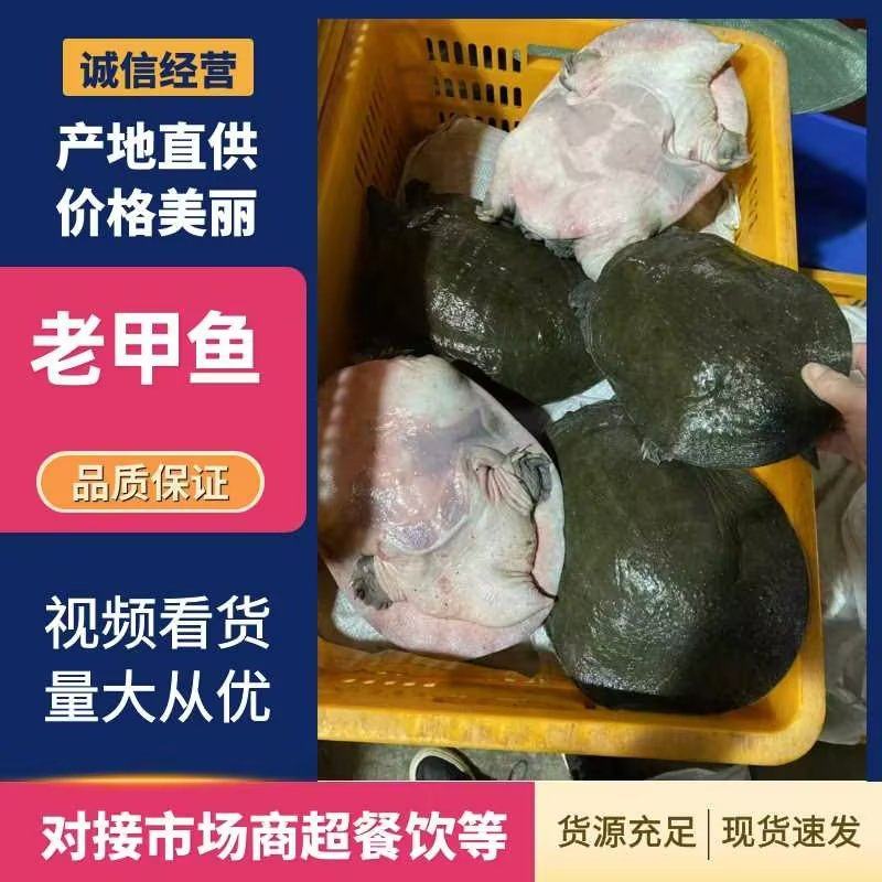 精品8年以上老甲鱼量大从优一手货源诚信经营欢迎咨询