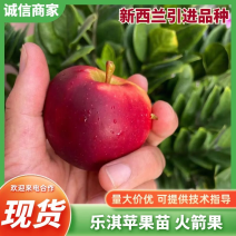 辽宁乐淇苹果苗产地品种纯火箭果苹果苗新品种