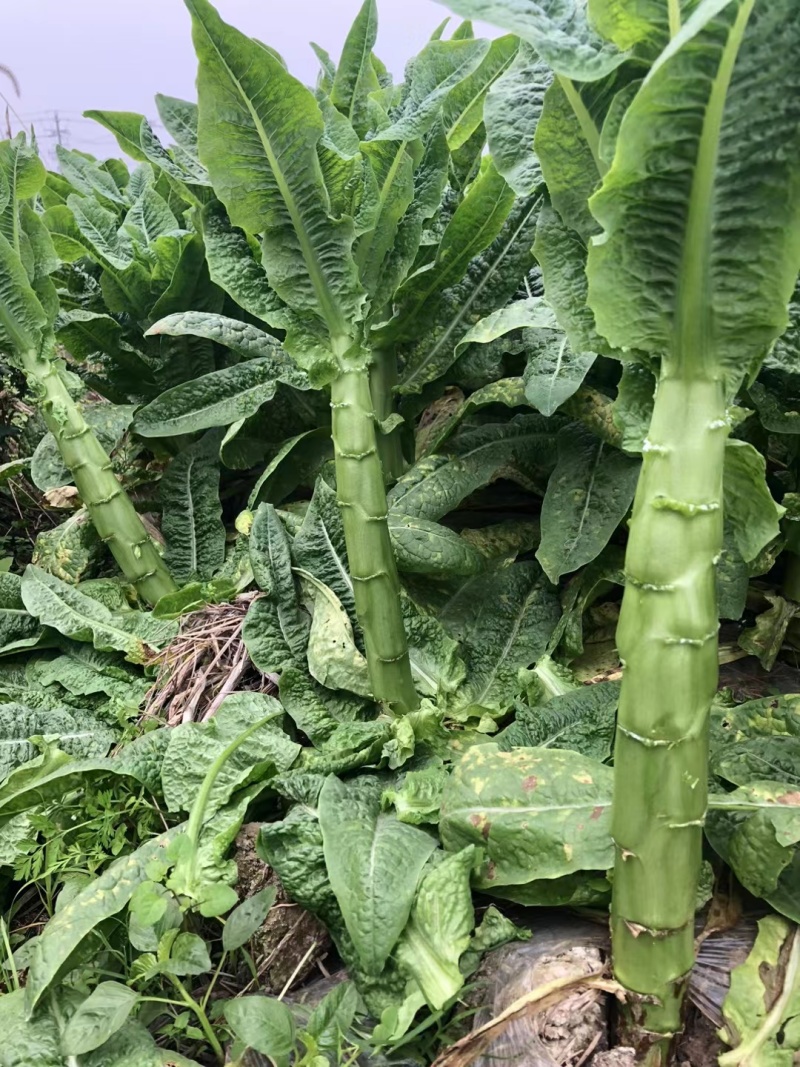 三青，四川基地货，有毛货，把子，棒子。需要的老板请联系我