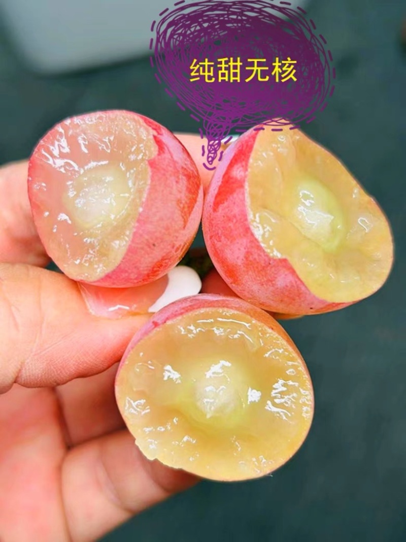 辽宁妮娜皇后葡萄苗品种纯正产地直发供货量大包技术