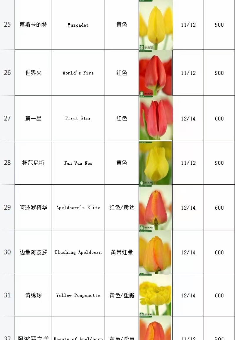 郁金香种球荷兰进口球包颜色包对版郁金香种球耐寒