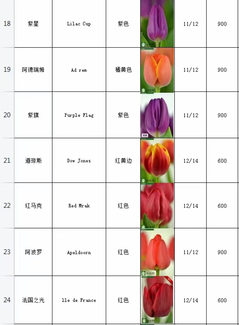 郁金香种球荷兰进口球包颜色包对版郁金香种球耐寒