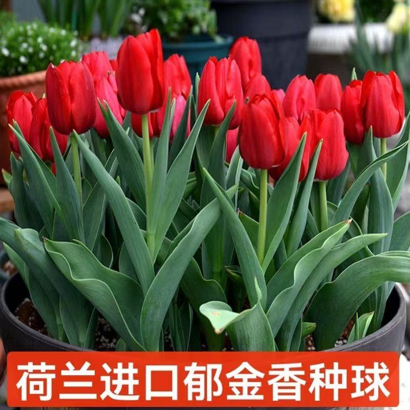 郁金香种球荷兰进口球包颜色包对版郁金香种球耐寒