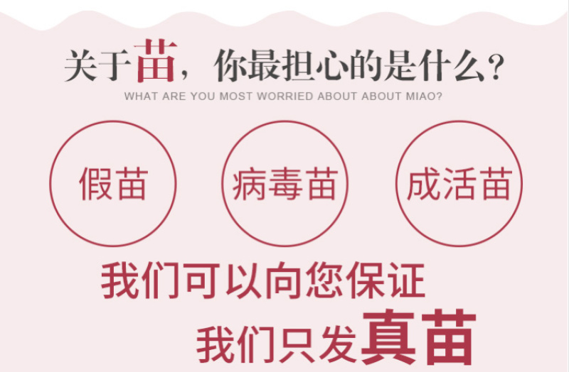 辽宁黑头158油桃苗产地耐寒品种