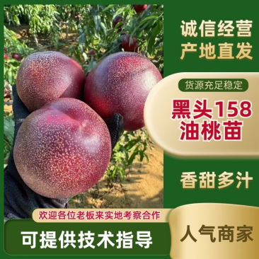 辽宁黑头158油桃苗产地耐寒品种