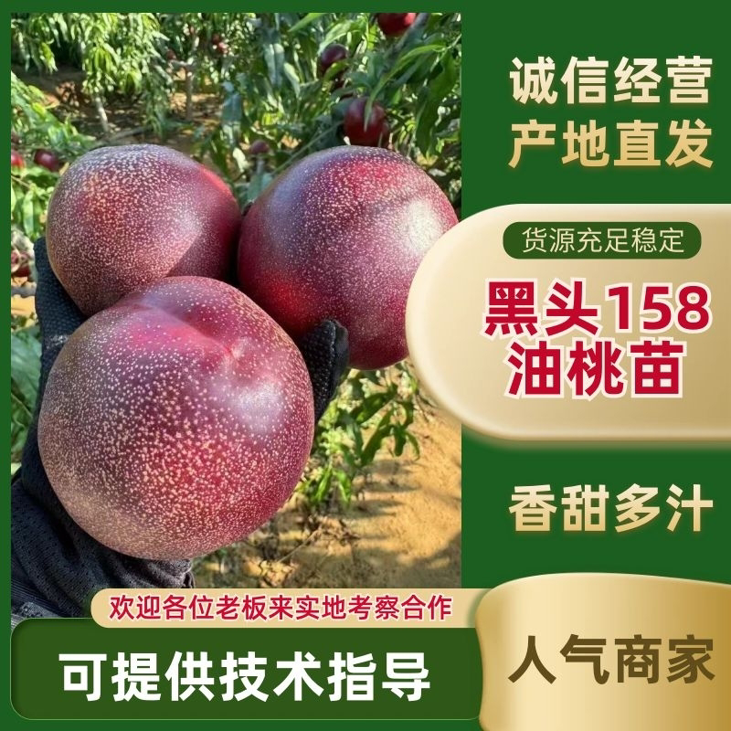 辽宁黑头158油桃苗产地耐寒品种