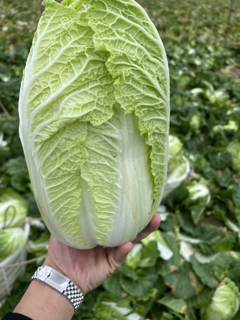 玲珑黄心菜，货源江苏东台一手货源支持商超市场，