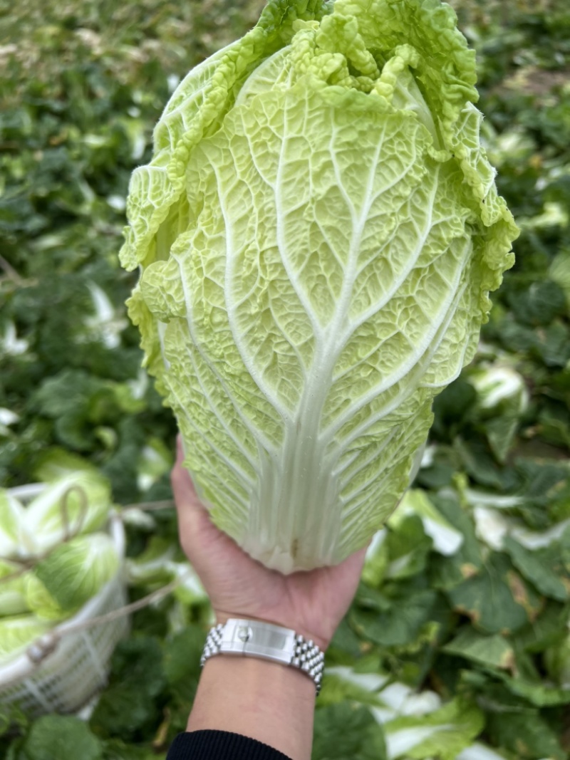 玲珑黄心菜，货源江苏东台一手货源支持商超市场，