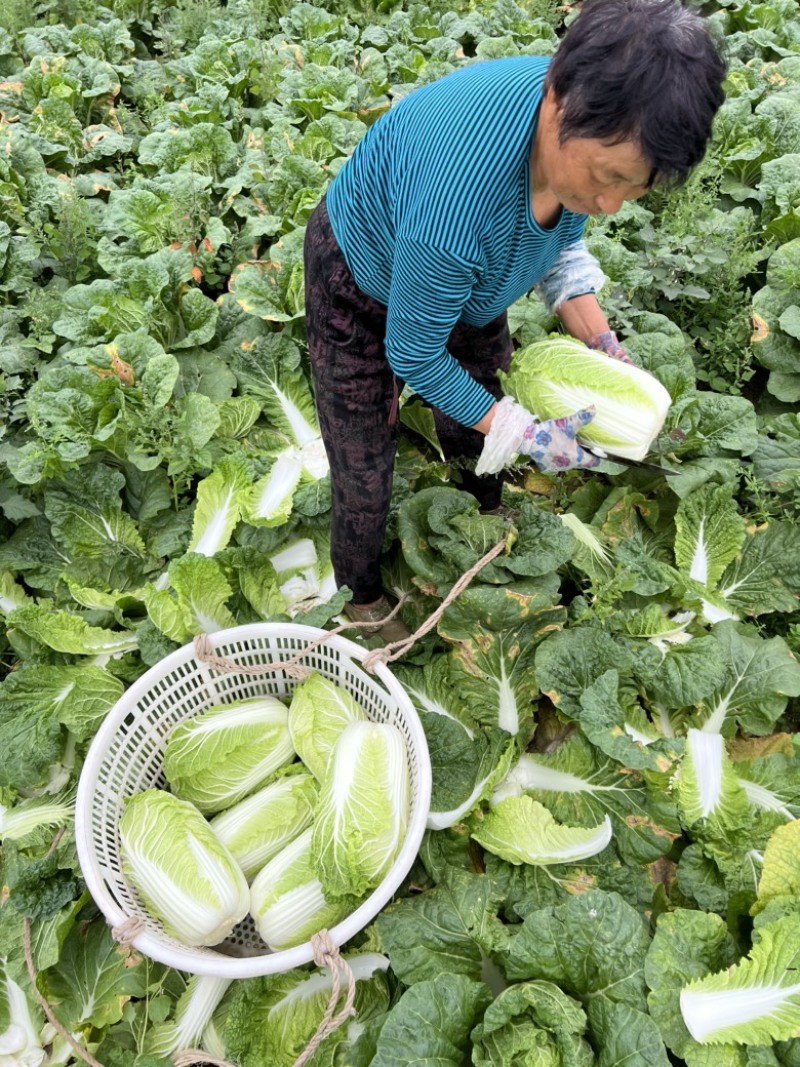 玲珑黄心菜，货源江苏东台一手货源支持商超市场，