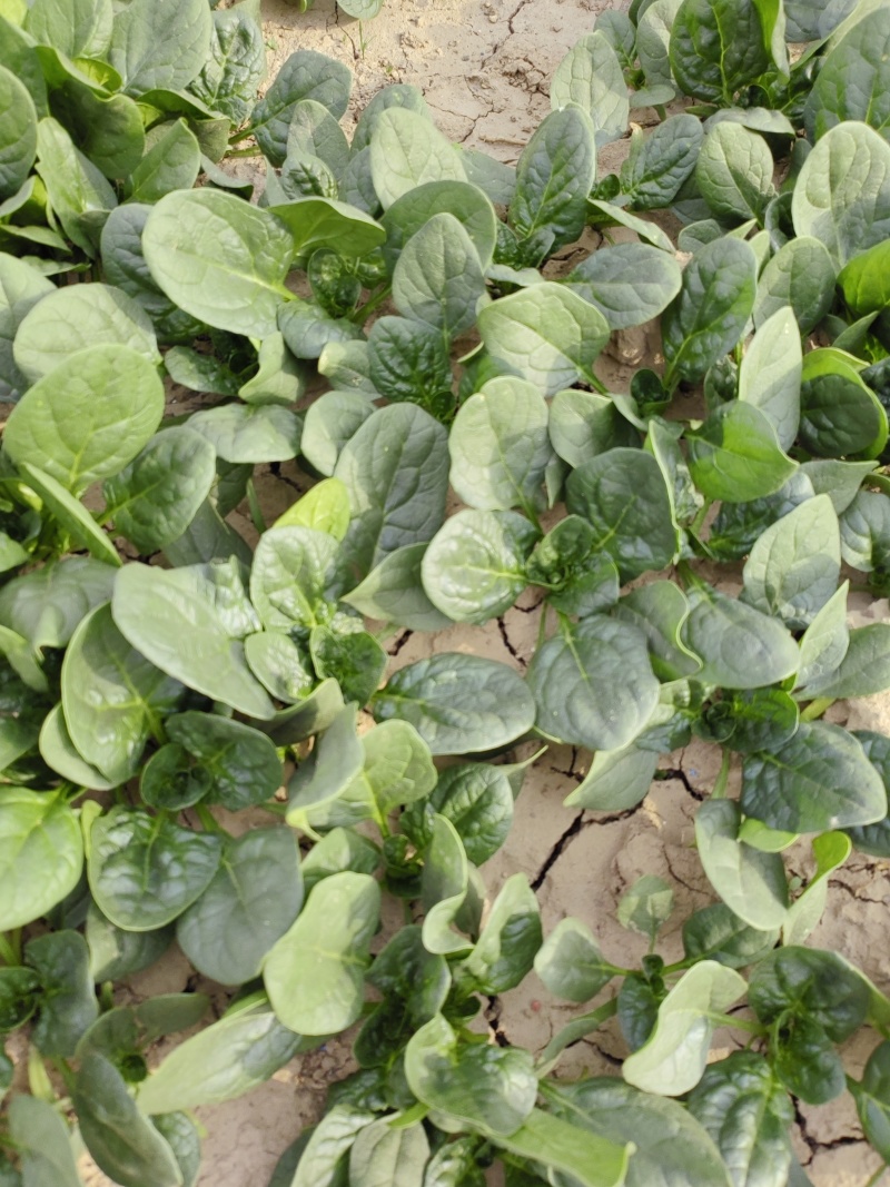 爬地圆叶小菠菜大量上市