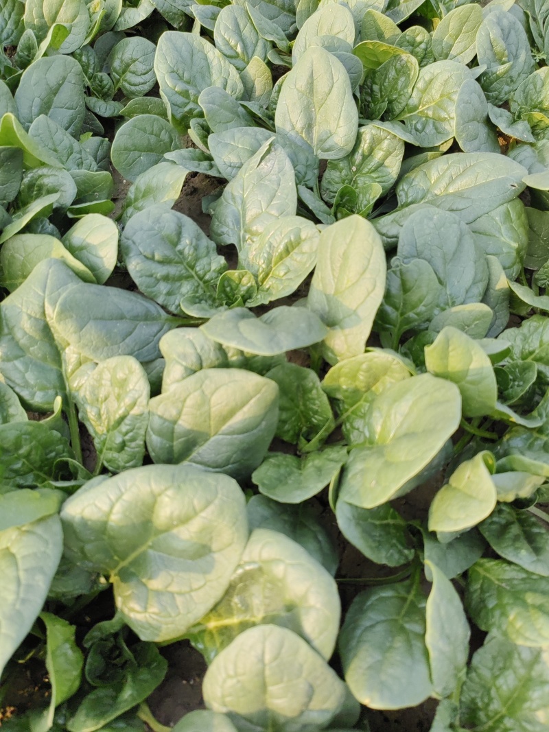 爬地圆叶小菠菜大量上市