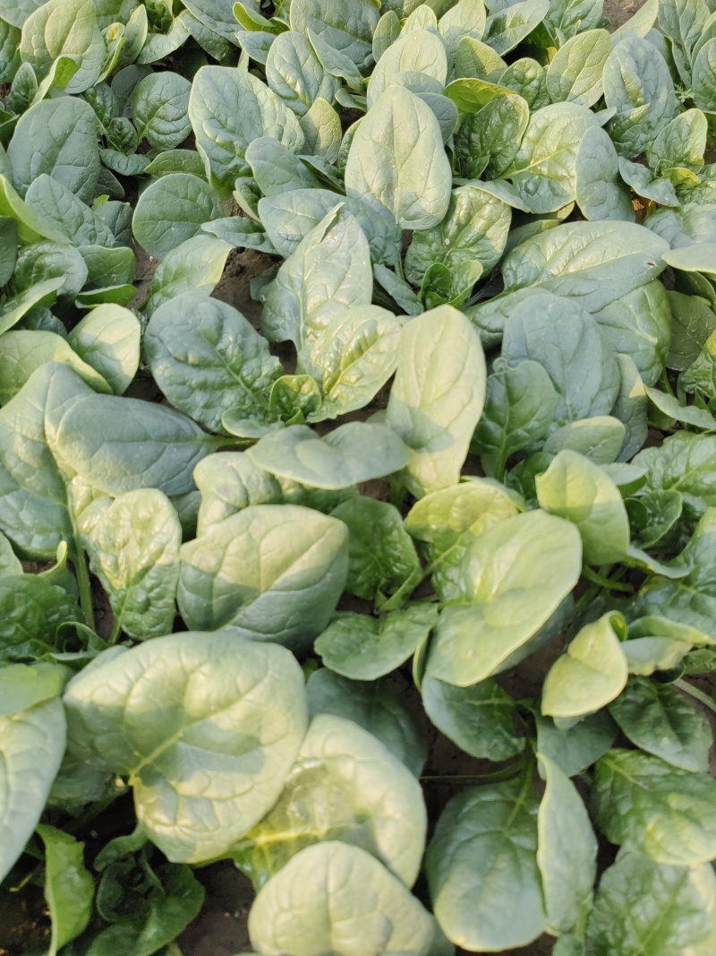 爬地圆叶小菠菜大量上市