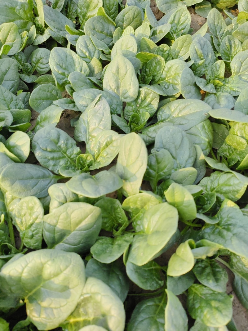 爬地圆叶小菠菜大量上市