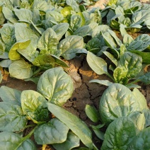 爬地圆叶小菠菜大量上市