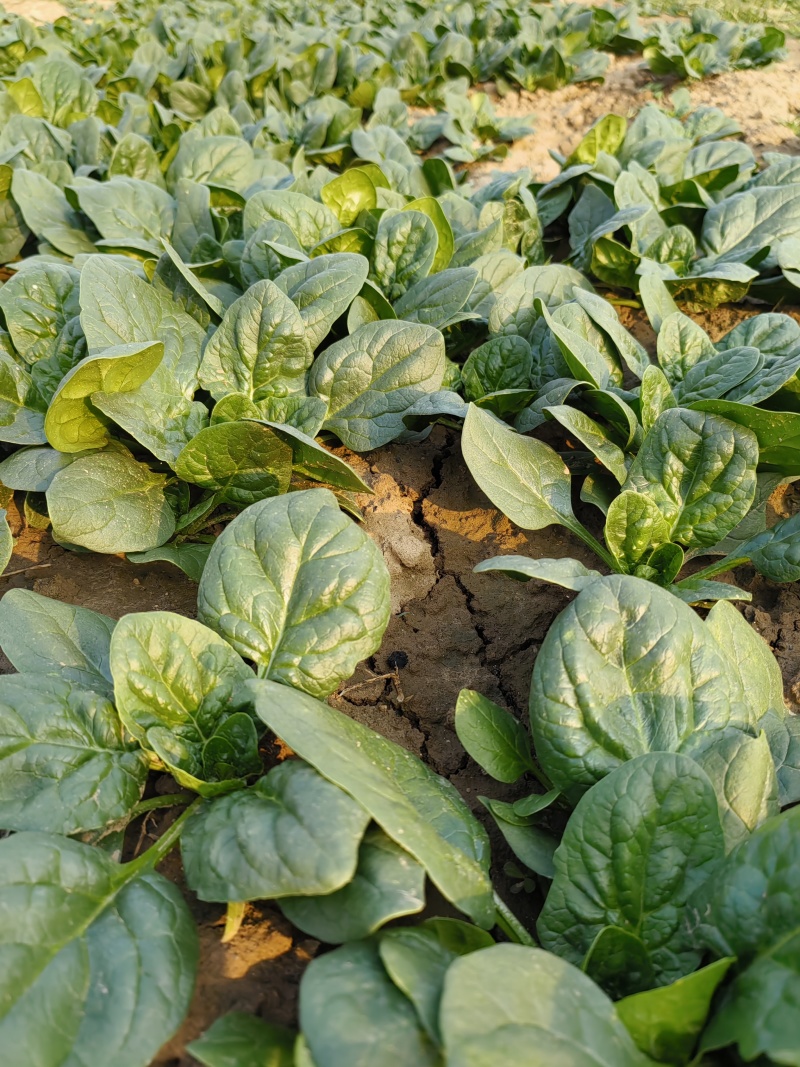 爬地圆叶小菠菜大量上市