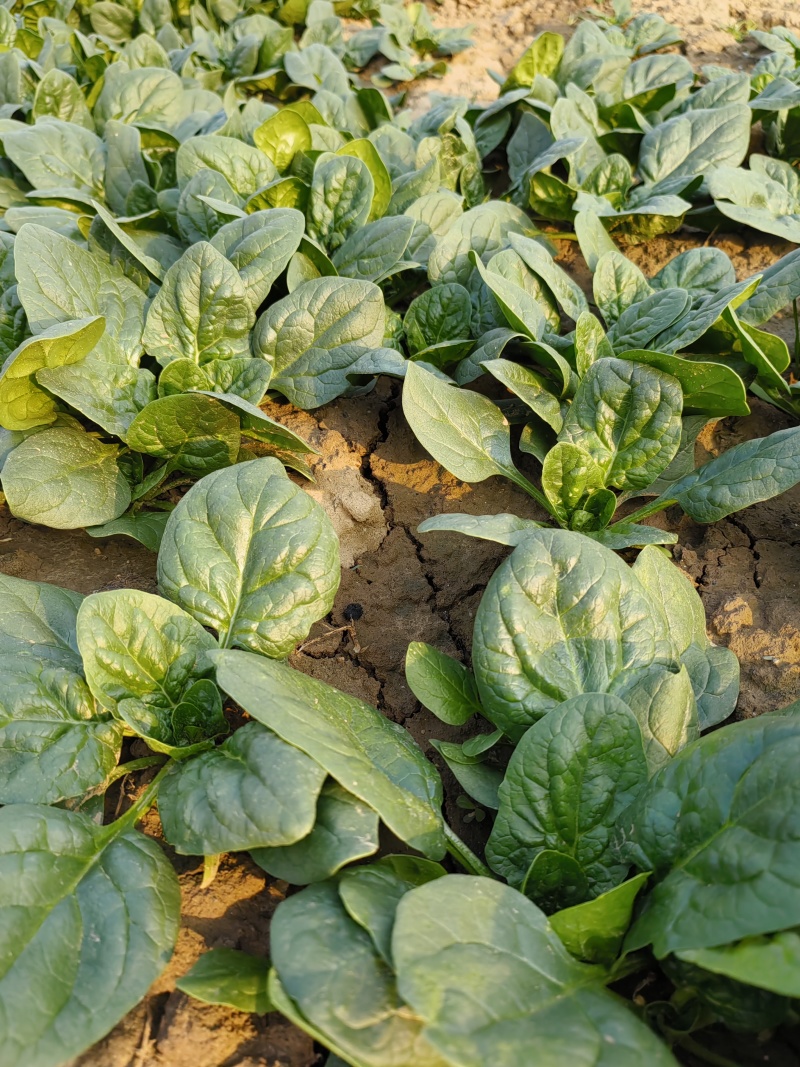 爬地圆叶小菠菜大量上市