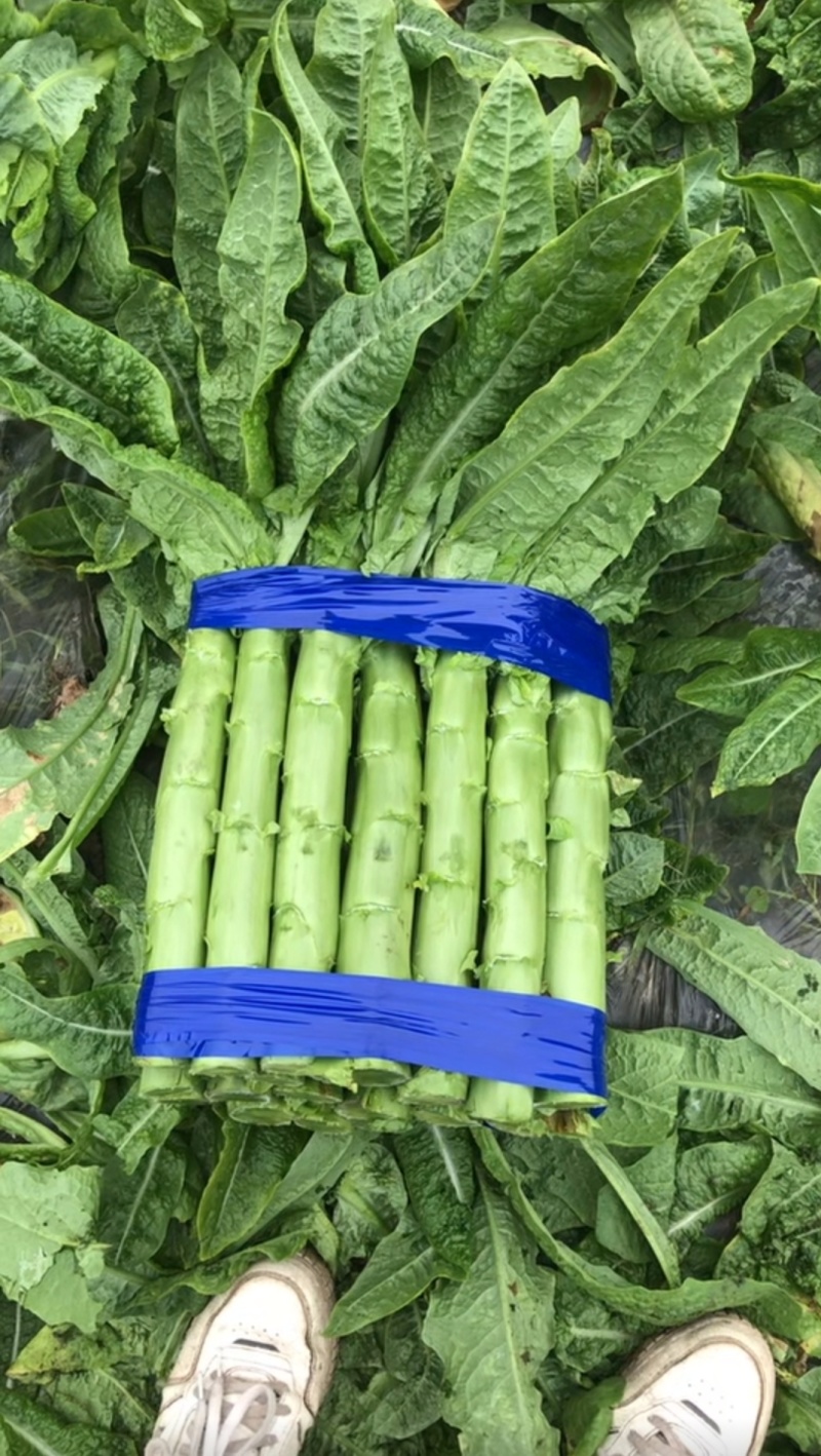 精品三青，支持各种规格，全国可发。有毛货，把子货，棒子货