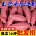 现挖龙九蜜薯红薯新鲜番薯农家现发烤地瓜自种黄心当季