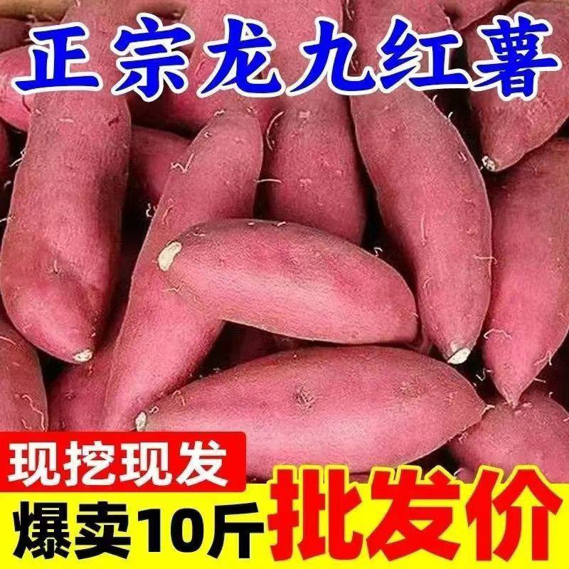 现挖龙九蜜薯红薯新鲜番薯农家现发烤地瓜自种黄心当季