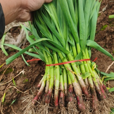 【红根蒜苗】中牟红根蒜苗净菜毛菜都有可以打捆大小规格齐全