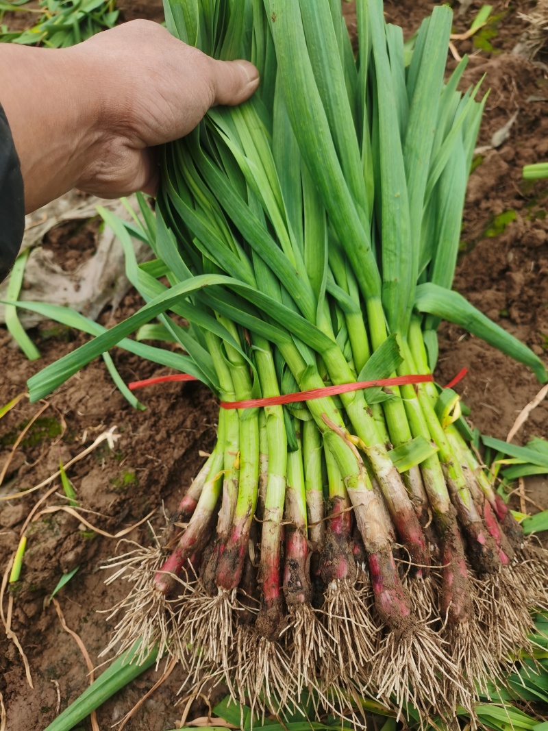 【红根蒜苗】中牟红根蒜苗净菜毛菜都有可以打捆大小规格齐全