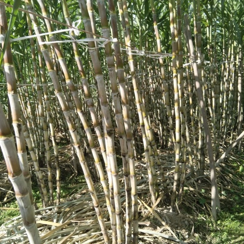 福建青皮甘蔗嫩嫩脆脆贵贵口感优于陶山甘蔗