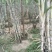 福建青皮甘蔗嫩嫩脆脆贵贵口感优于陶山甘蔗