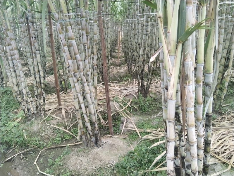 福建青皮甘蔗嫩嫩脆脆贵贵口感优于陶山甘蔗