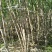福建青皮甘蔗嫩嫩脆脆贵贵口感优于陶山甘蔗