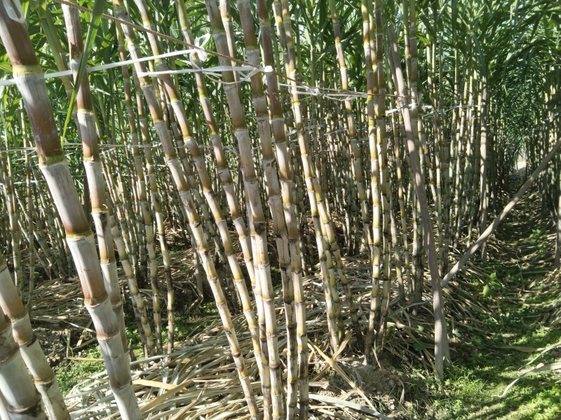 福建青皮甘蔗嫩嫩脆脆贵贵口感优于陶山甘蔗