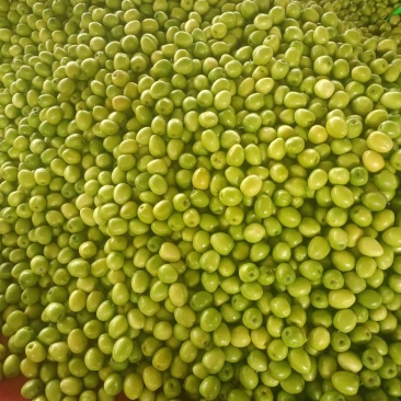 青枣