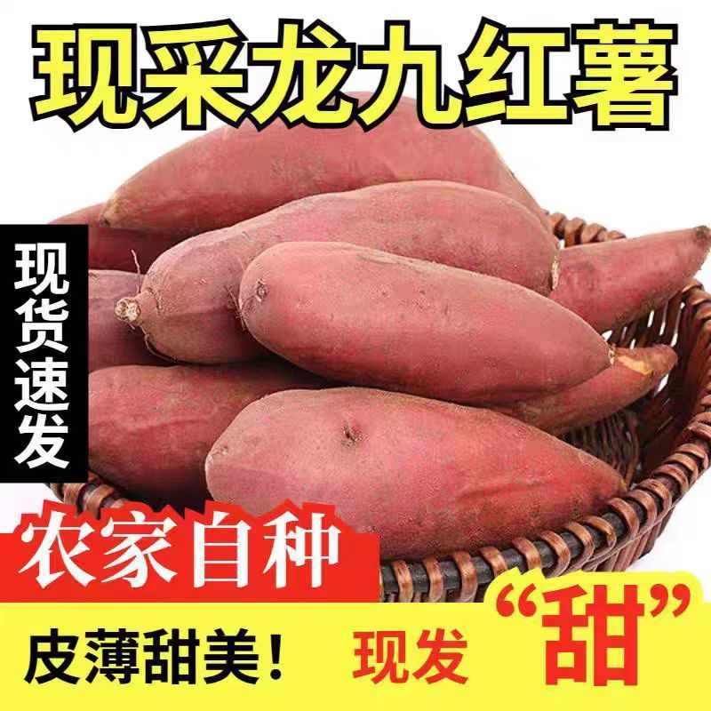 一件代发黄心龙九红薯现挖沙地蜜薯板栗番薯糖心地瓜新鲜山芋