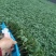 粉果番茄种子西红柿耐运输高产抗病毒耐高温高湿越夏露天专用