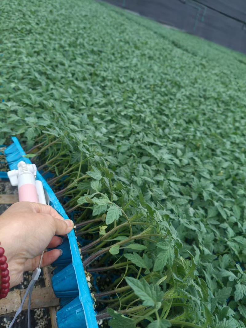 粉果番茄种子西红柿耐运输高产抗病毒耐高温高湿越夏露天专用