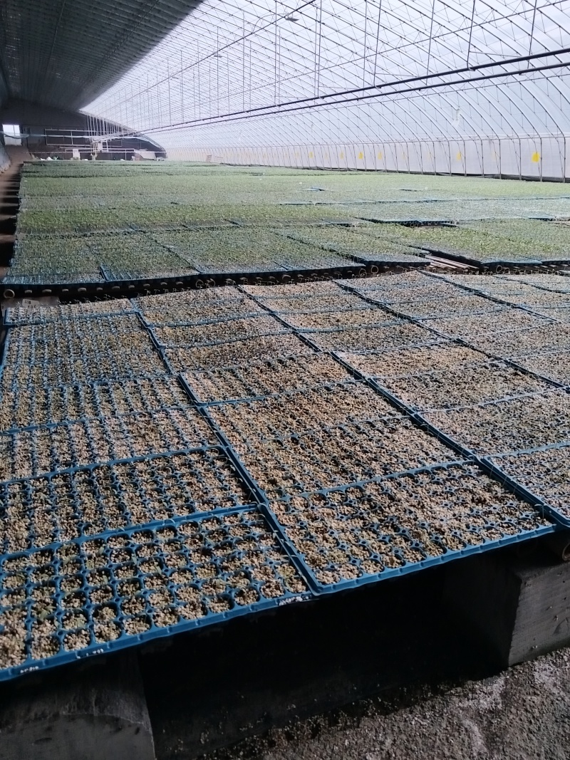 粉果番茄种子西红柿耐运输高产抗病毒耐高温高湿越夏露天专用
