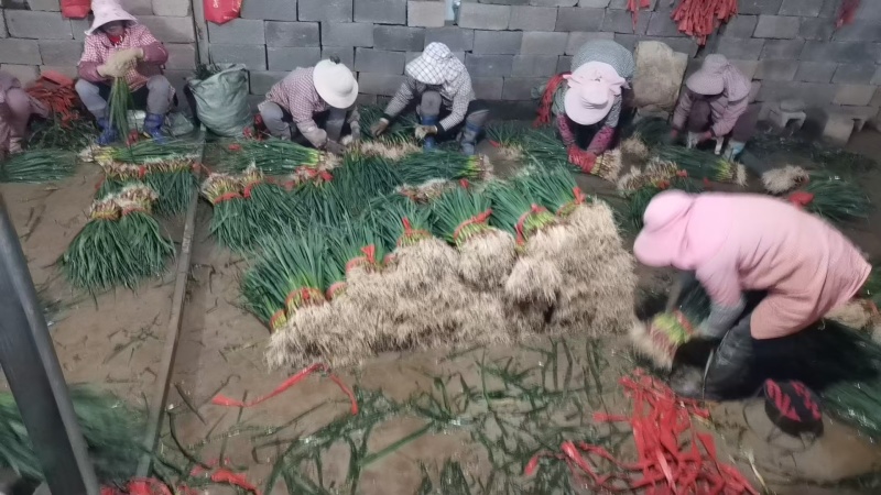 红蒜苗，