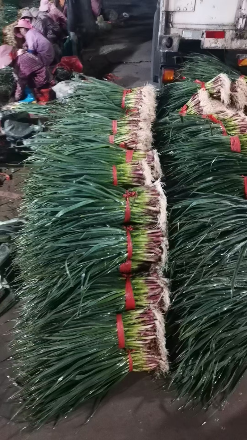 红蒜苗，