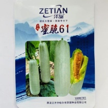 泽甜蜜脆61甜瓜种子红瓤绿肉甜脆高糖羊角蜜甜瓜种子水果香