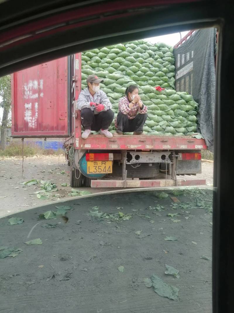 甘蓝