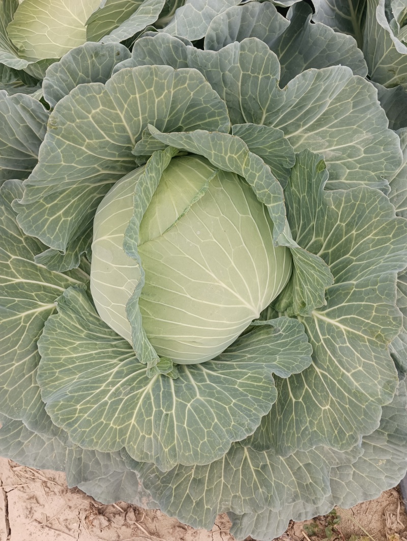 甘蓝