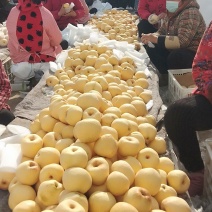 砀山酥梨，产地直销，市场精品果，烤梨专用果，诚信交易，