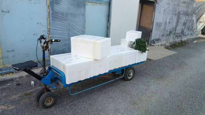 硬粉番茄种子西红柿耐运输靓粉果产量高抗病毒抗灰叶斑抗裂果