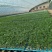 硬粉番茄种子西红柿耐运输靓粉果产量高抗病毒抗灰叶斑抗裂果