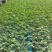 硬粉番茄种子西红柿耐运输靓粉果产量高抗病毒抗灰叶斑抗裂果