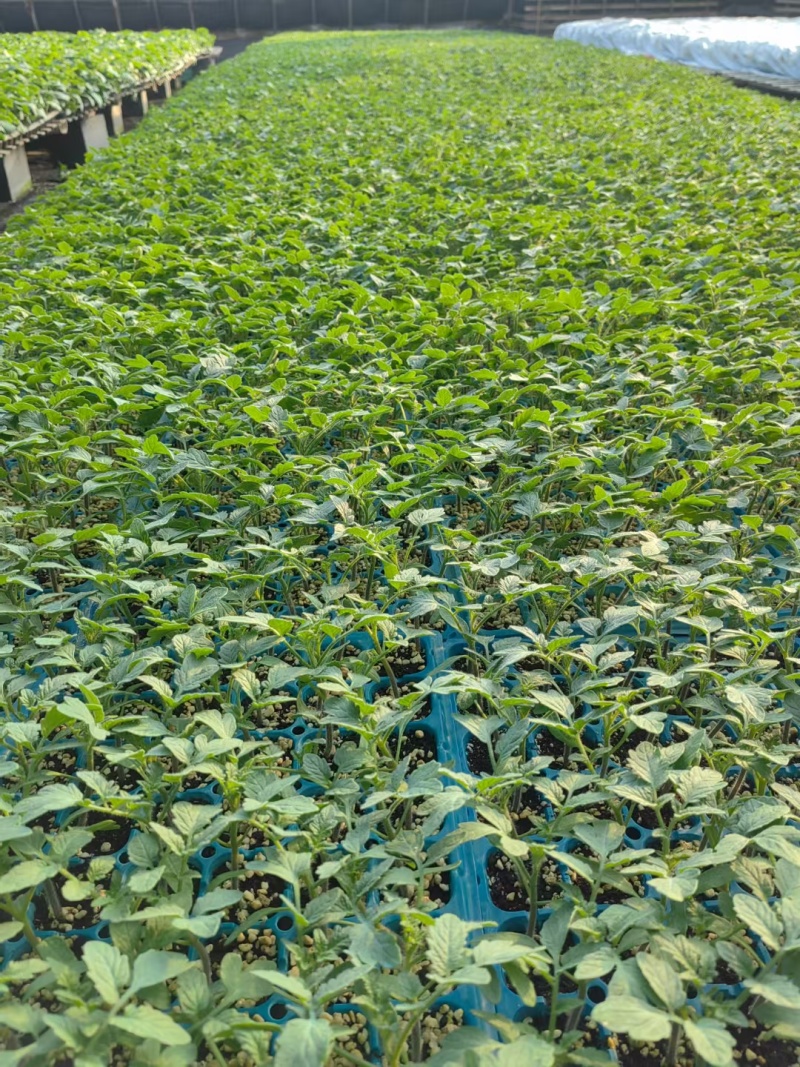 硬粉番茄种子西红柿耐运输靓粉果产量高抗病毒抗灰叶斑抗裂果