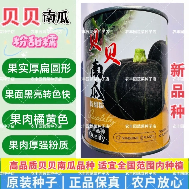 秦蔬贝贝南瓜种子粉甜糯贝贝南瓜种子果肉橘黄色肉厚香甜小南